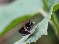 Corra coryna catargyra