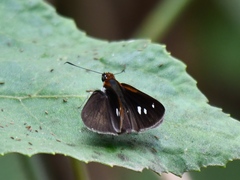 Corra coryna catargyra