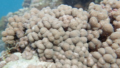 Asterospicularia randalli