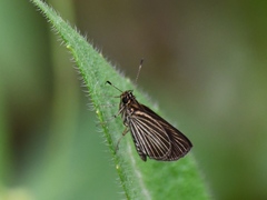 Callimormus radiola radiola