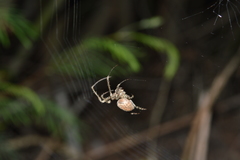 Allende nigrohumeralis