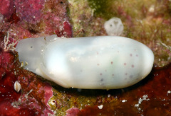 Aliculastrum parallelum