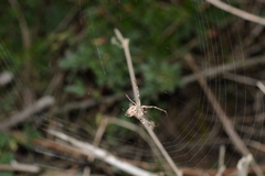 Allende nigrohumeralis