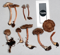Inocybe albovestita