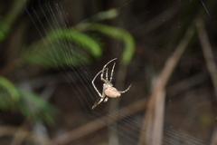 Allende nigrohumeralis