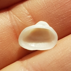 Striarca lactea