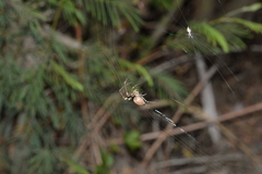 Allende nigrohumeralis