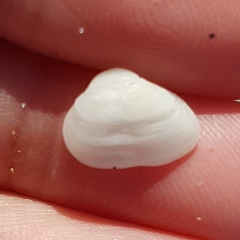 Striarca lactea