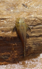 Hypostomus