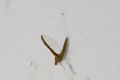 Callibaetis floridanus