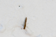 Callibaetis floridanus