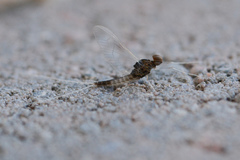 Callibaetis floridanus