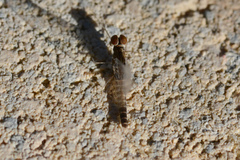 Callibaetis floridanus