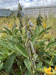 Crotalaria mitchellii