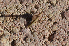 Callibaetis floridanus