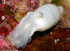 Aliculastrum parallelum