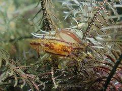 Synalpheus stimpsonii