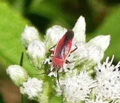 Lopidea instabilis