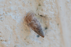 Microceramus pontificus image