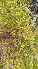 Amblyopappus pusillus