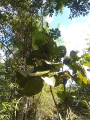 Coccoloba pubescens