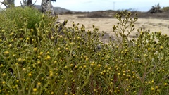 Amblyopappus pusillus