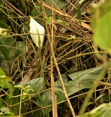 Spathiphyllum wallisii