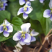 Viola sororia priceana - Photo (c) wanderingmogwai,  זכויות יוצרים חלקיות (CC BY-NC), הועלה על ידי wanderingmogwai