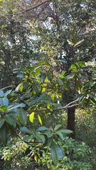 Ardisia escallonioides image