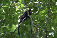 Callithrix geoffroyi