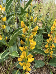 Crotalaria mitchellii