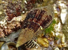 Isara glabra