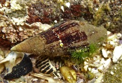 Isara glabra