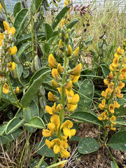 Crotalaria mitchellii