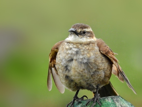Stout-billed Cinclodes (Cinclodes excelsior), photo 7