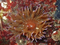 Anemonia mutabilis