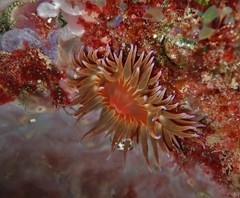 Anemonia mutabilis