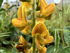 Crotalaria mitchellii