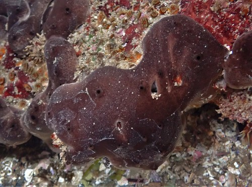 Chondrosia ramsayi