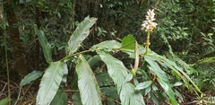 Alpinia hainanensis