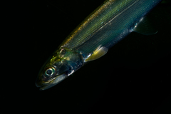 Ladyfish photo 2