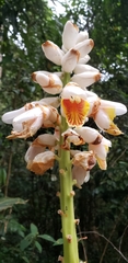 Alpinia hainanensis