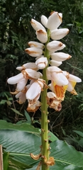Alpinia hainanensis