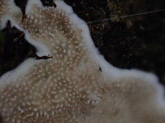 Echinoporia hydnophora