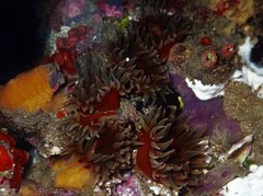 Anemonia mutabilis