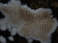 Echinoporia hydnophora