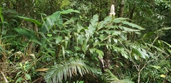 Alpinia hainanensis