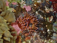Anemonia mutabilis