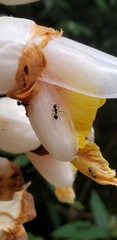 Alpinia hainanensis