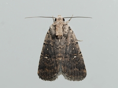 Proteuxoa leucosticta